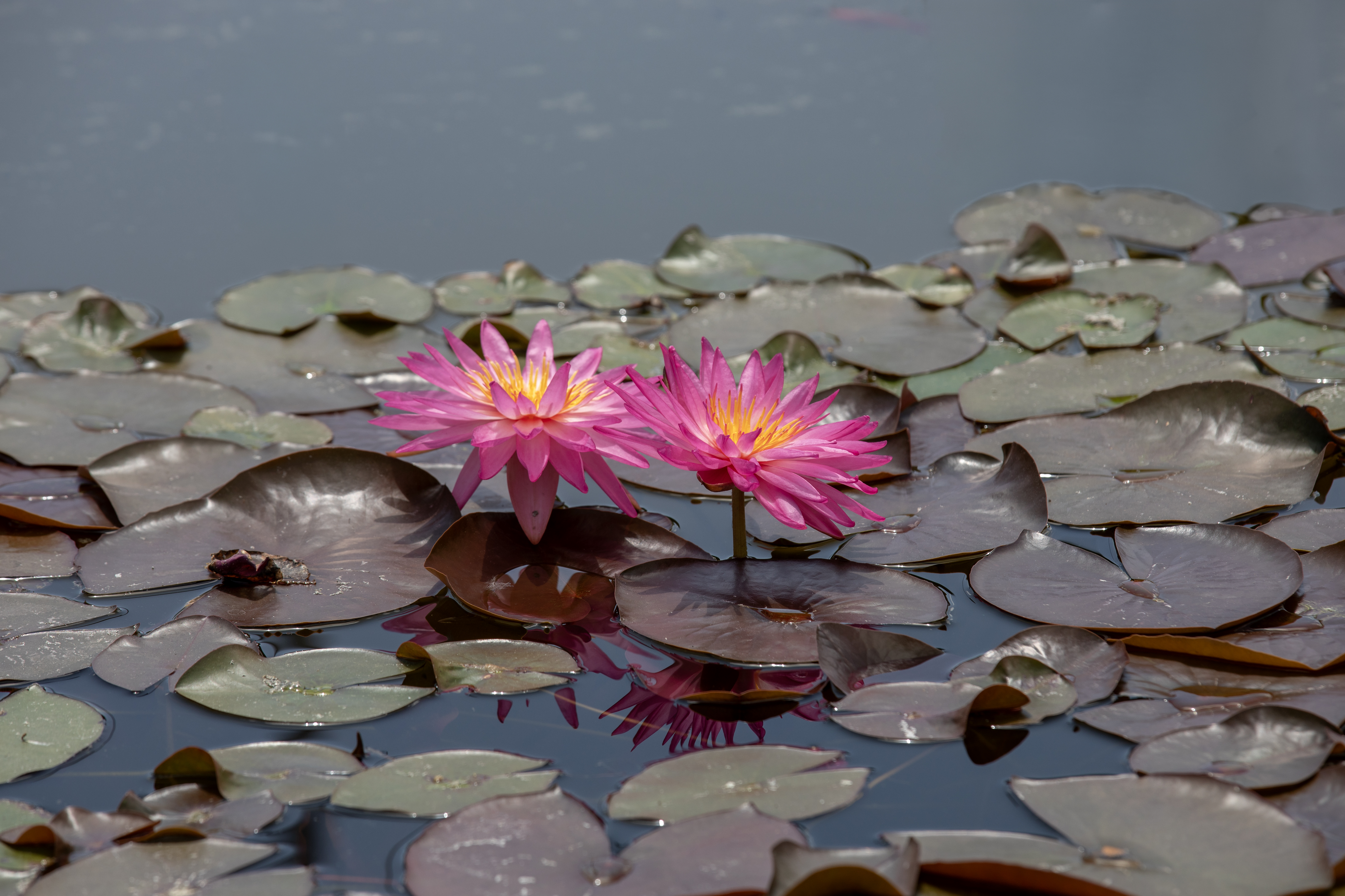 Lotus / Nilüfer